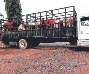 Más de 20 hombres a bordo de seis camiones llegaron al rancho Lima Corral para llevarse el ganado que estaba asegurado.