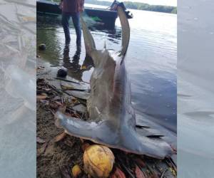 La presencia de tiburones en las costas hondureñas ha puesto en alerta a la población, y se investiga la relación entre la pesca y la vida marina en la región.