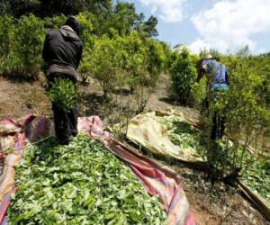 Colombia es el principal productor y exportador de cocaína del mundo, vive un conflicto armado que durante medio siglo ha enfrentado a guerrillas, paramilitares, agentes estatales y narcotraficantes. Foto: AFP