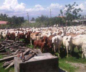 Once vacas han muerto en Catacamas por falta de alimentos.