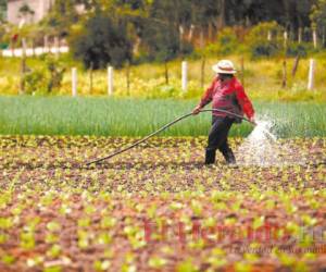 En el campo, los productores pequeños y grandes se preparan para la llegada del invierno, que se espera sea el próximo mes.