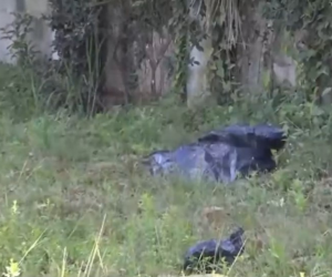 Los vecinos que se encontraron con el lamentable hallazgo consiguieron bolsas de basura para taparlo.