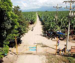 En los últimos años el conflicto agrario en la zona del Bajo Aguán se ha agravado.