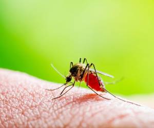 Medidas de protección como la limpieza y documentar en tiempo real los casos de dengue son parte del plan