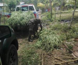 Fusina decomisó 760 plantas de supuesta marihuana en Tocoa (Foto: Cortesía)