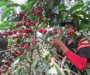 Al tener hasta 3.5 hectáreas del grano para cultivo, el 92% de los productores de café en Honduras son pequeños, por lo que será un desafío que cumplan con el reglamento EUDR.