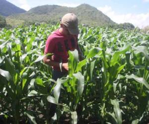 Los pequeños productores siguen siendo los menos beneficiados con financiamiento.