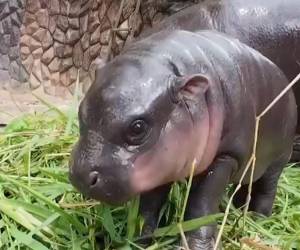 Moo Deng, la hipopótama pigmea, se convierte en la estrella del zoo de Tailandia gracias a su personalidad adorable y juguetona.