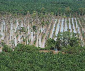 Las plantaciones de palma africana en el Valle del Aguán, están inundadas.