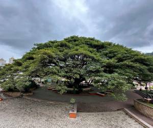 Desde su frondoso y ramificado tronco, el árbol extiende sus ramas unos 50 metros a la redonda de la plaza de San Nicolás.