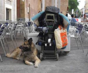 Cada país y aerolínea poseen sus propias restricciones en cuanto al ingreso de animales.