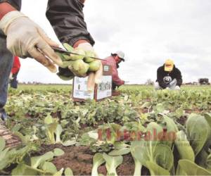 El 80.5% de los encuestados por el BCH respondieron que residían en Estados Unidos, de donde proviene la mayoría de las remesas familiares. Foto: EL HERALDO