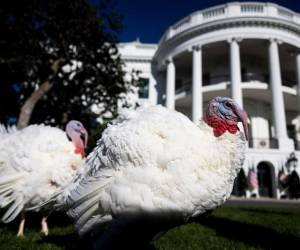 Fotografía de los pavos que fueron indultados este lunes por el presidente estadounidense, Joe Biden.