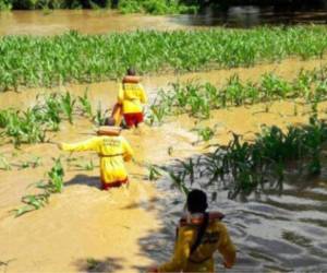 Los cultivos de maíz fueron afectados por la tormenta tropical Sara, ya que las fuertes precipitaciones causaron desbordamientos de los ríos y quebradas en el departamento de Olancho.