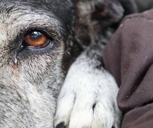 Los perros grandes envejecen más rápido y tienen mayor predisposición a ciertas enfermedades.