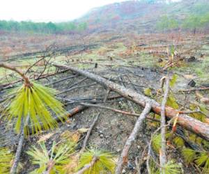 En el sector de Las Moras, Zambrano, alrededor de 120 hectáreas de bosque han sido afectadas.