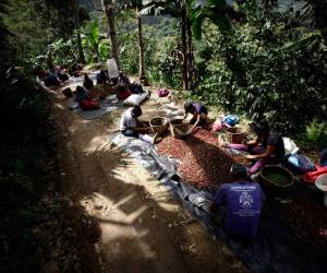 Cientos de familias, entre adultos y niños, llegan hasta las fincas de café de todo el país para aprovechar la temporada de corte del grano y así ganarse unos lempiras por al menos tres meses.