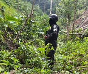 Las autoridades aseguraron y destruyeron la extensa plantación.