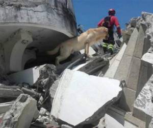 El perro en una foto del cuerpo de bomberos en mención.