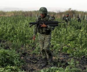 Soldados mexicanos arrancan plantas de marihuana en un terreno de dos hectáreas.