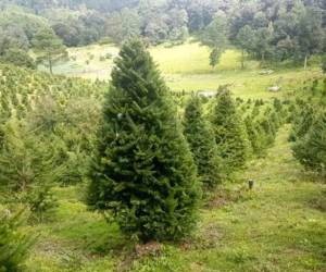 Esta especie, conocida también como abeto guatemalteco, se usa en el país como árbol navideño.