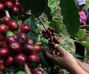 La misiva de la Celac se deriva de la primera cumbre del café.