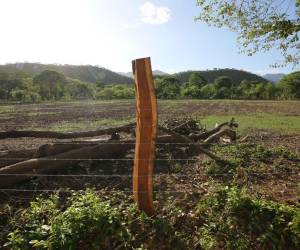 Las tierras que colindan entre Colón y Olancho son los terrenos que los narcos quieren expropiar a los dueños por años y utilizarlos para actividades ilícitas.