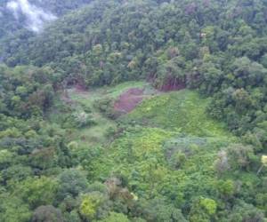 En tres distintos lugares Fusina encontró las plantaciones de marihuana siendo el decomiso más grande que ha realizado desde que se encuentra en operaciones.