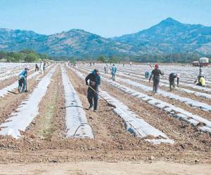 El sector agropecuario del país emplea el 24.19% de la fuerza laboral en el sector privado.