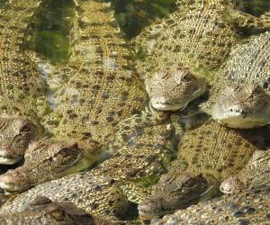 Los cadáveres de los cocodrilos han sido comidos por zopilotes.