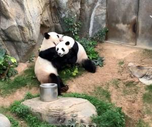 La reproducción de los pandas es especialmente difícil, particularmente cuando están en cautividad. Foto: AFP.