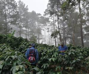 El café es el principal producto de exportación agrícola de Honduras.