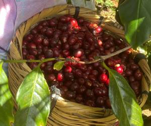 Productores hondureños recolectando café en las fértiles tierras de Lempira, la región de mayor producción.