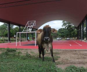 En Juticalpa, Olancho, a la cancha multiusos no le hicieron cerco perimetral y es invadida por vacas, gallinas, caballos. Se está deteriorando por completo, a menos de cinco meses de haberla finalizado.