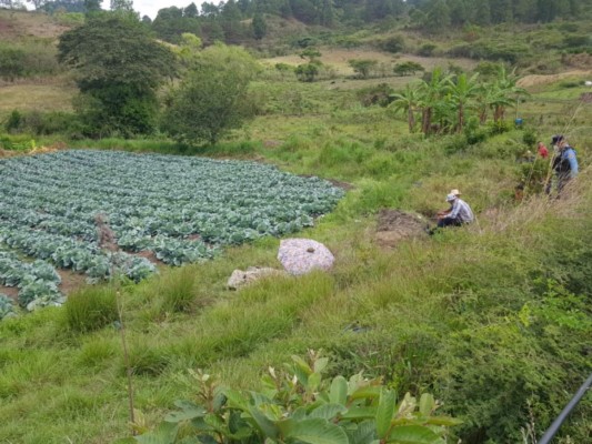 El hombre fue asesinado en medio de la plantación de repollo.