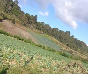 Miles de hortalizas se pierden en las parcelas de Francisco Morazán, mientras los agricultores exigen medidas para frenar la crisis causada por las importaciones.