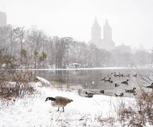 Más de 60 millones de estadounidenses están en alerta por una tormenta de nieve que afecta este lunes a buena parte del país, especialmente a la costa este, donde se esperan acumulaciones notables de nieve que ya han provocado cancelaciones de miles de vuelos y cortes de energía en algunos puntos.