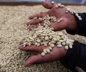 Los exportadores siguen siendo optimistas acerca de la mejoría del precio del café en el mercado internacional para el resto del año.