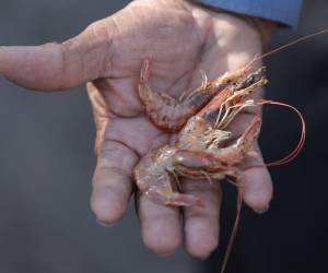 El primer mercado para el camarón hondureño que se cultiva en Choluteca y Valle.