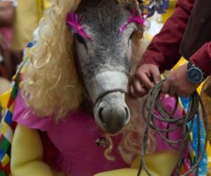 Con su vestido cargado de caracoles, su larga melena rubia y cejas pobladas, Amasijos, del municipio de Arcabuco, robó las miradas de los asistentes al evento en honor al animal 'menospreciado pero muy utilizado en las labores campesinas'.