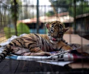 Aún no puede sostenerse en sus patitas y saca la lengua constantemente reclamando ser amamantado, sin embargo, Covid ya emite enérgicos rugidos. Foto: AFP.