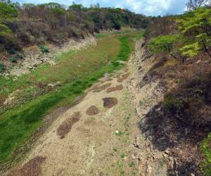 El cauce de la represa Los Laureles está invadido por el lirio acuático, una planta flotadora con sed voraz, capaz de drenar considerables cantidades de agua.