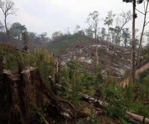 A pesar de ser una importante reserva de vida, la deforestación, ocupación de tierras y narcocarreteras mantienen el conflicto en el río Plátano.