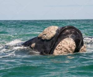 Un pescador tribal descubrió el cuerpo de la ballena el jueves en el Estrecho de Juan de Fuca, cerca de Sekiu.