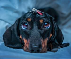 El olor de los perros los vuelve más atractivos para los zancudos en comparación con los humanos.