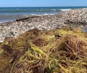 Las algas son sacadas del agua y posteriormente vendidas a empresarios de la pesca en La Ceiba.