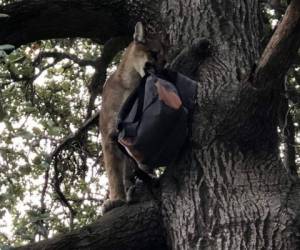 El departamento de policía del condado dijo que ayudó a desalojar el parque y luego recibió permiso de la agencia estatal de Pesca y Vida Silvestre para matar al felino. Foto: Telemetro.