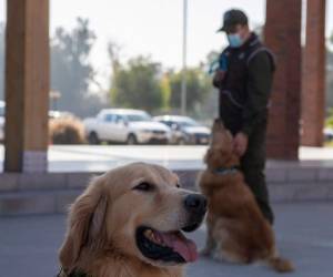 Los perros tienen 330 millones de receptores en su olfato, tiene una capacidad (olfativa) 50 veces superior a la del ser humano y pueden olfatear a 250 personas por hora. Foto: AFP.