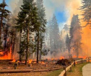 Los bomberos intentan proteger la arboleda que contiene más de 500 secuoyas gigantes.