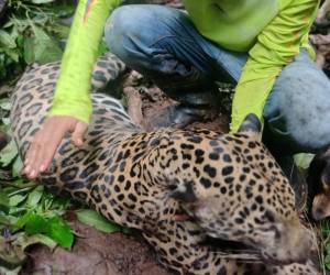 Las imágenes rápidamente han generado una ola de reacciones y comentarios en donde las personas lamentan el hecho al considerarlo como un acto brutal contra una especie que se encuentra en extinción en Honduras.